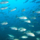 Illustration for article titled Global warming is going to start shrinking fish